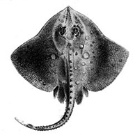 raja maderensis01.jpg